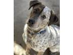 Adopt Rebel a Brown/Chocolate Catahoula Leopard Dog / Mixed dog in Huntsville