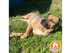 Adopt Lucky a Brown/Chocolate Shar Pei / Shepherd (Unknown Type) / Mixed dog in