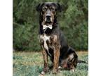 Adopt Chai a Black Retriever (Unknown Type) / Mixed dog in Merriam