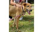 Adopt Angelina a Tan/Yellow/Fawn Shepherd (Unknown Type) / Saluki / Mixed dog in