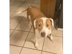 Adopt Mia a Tan/Yellow/Fawn - with White American Staffordshire Terrier / Mixed