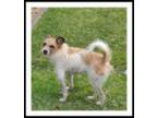 Adopt PEPE a White - with Red, Golden, Orange or Chestnut Jack Russell Terrier /