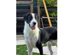 Adopt Shane a Black - with White English Springer Spaniel / Border Collie /