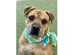 Adopt Brownie a Tan/Yellow/Fawn Pit Bull Terrier / Mastiff / Mixed dog in