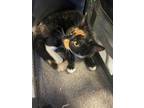 Adopt 55381174 a All Black Domestic Mediumhair / Mixed cat in El Paso