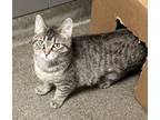 Adopt Bermuda a Brown Tabby Domestic Shorthair / Mixed Breed (Medium) / Mixed