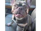 French Bulldog Puppy for sale in Albany, NY, USA