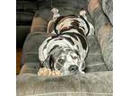 Adopt Rezi a White - with Gray or Silver Great Dane / Mixed dog in Vail