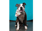 Adopt Nasia nae a Brown/Chocolate Mixed Breed (Medium) / Mixed dog in Atlanta