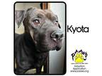 Adopt Kyota a Brown/Chocolate Shar Pei / Mixed Breed (Medium) / Mixed (short