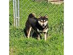 Shiba Inu Puppy for sale in Pierpont, OH, USA