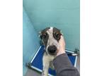 Adopt Peir a Black Australian Shepherd / Mixed dog in Flagstaff, AZ (40774790)