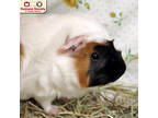 Adopt Fred a White Guinea Pig / Guinea Pig / Mixed (short coat) small animal in