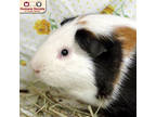 Adopt George a White Guinea Pig / Guinea Pig / Mixed (short coat) small animal