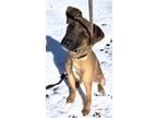 Adopt Rodeo a Brown/Chocolate German Shepherd Dog / Mixed Breed (Medium) / Mixed