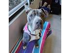 Adopt Kong a Gray/Blue/Silver/Salt & Pepper Mixed Breed (Large) / Mixed dog in