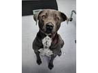 Adopt Abe a Gray/Blue/Silver/Salt & Pepper Mixed Breed (Large) / Mixed dog in