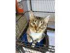 Adopt Raya a Gray or Blue Domestic Shorthair / Domestic Shorthair / Mixed cat in