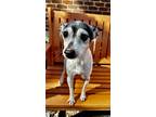 Adopt Ernie IN FOSTER a White Rat Terrier / Mixed dog in New Orleans