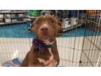 Adopt Tracy a Brown/Chocolate - with White Terrier (Unknown Type