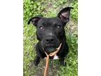 Adopt Reeses a Black American Pit Bull Terrier / Mixed dog in Okatie