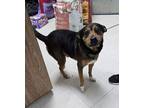 Adopt Romeo a Black Mixed Breed (Medium) / Mixed Breed (Medium) / Mixed (short