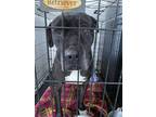 Adopt Leroy a Black Mixed Breed (Large) / Mixed dog in Savannah, TN (40821230)