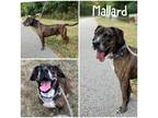 Adopt Mallard a Black American Pit Bull Terrier / Mixed Breed (Medium) / Mixed