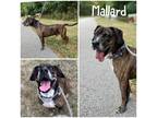 Adopt Mallard a Black American Pit Bull Terrier / Mixed dog in Crawfordsville
