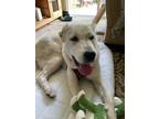 Adopt Stevie a White Anatolian Shepherd / Mixed dog in Half Moon Bay
