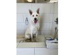 Adopt Ringo a White German Shepherd Dog / Australian Shepherd / Mixed dog in