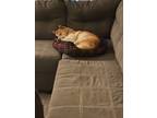Adopt Kuma a Tan/Yellow/Fawn Shiba Inu / Mixed dog in North Las Vegas