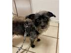 Adopt ZZ a Black - with Gray or Silver Terrier (Unknown Type