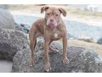 Adopt Minnie a Red/Golden/Orange/Chestnut Boxer / Mixed dog in Charlotte