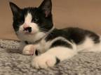 Adopt Johnny cash a Black & White or Tuxedo Domestic Shorthair (short coat) cat
