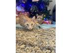 Adopt Slim and thickums a Orange or Red Tabby Tabby / Mixed (medium coat) cat in