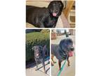 Adopt Rags a Black - with Tan, Yellow or Fawn Rottweiler / Retriever (Unknown