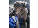 Adopt Frita a Merle Great Dane / Mixed dog in Yorkville, IL (40818840)