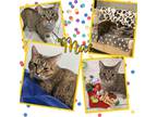 Adopt Mae a Brown Tabby Domestic Shorthair (short coat) cat in Tri State Area