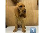 Bloodhound Puppy for sale in Alexandria, KY, USA