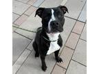 Adopt Mojo a Black American Pit Bull Terrier / Mixed dog in El Paso