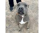 Adopt Mary Jane a Gray/Blue/Silver/Salt & Pepper Pit Bull Terrier / Mixed dog in