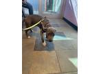 Adopt Luna a Black Pit Bull Terrier / Mixed dog in El Paso, TX (40688480)