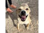 Adopt Lisha* a White Border Terrier / Mixed dog in El Paso, TX (40688471)