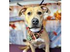 Adopt Lil Kim* a Tan/Yellow/Fawn American Pit Bull Terrier / Mixed dog in El