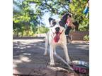 Adopt Leela James* a White American Pit Bull Terrier / Mixed dog in El Paso