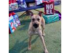 Adopt Lamia* a White Border Terrier / Mixed dog in El Paso, TX (40688464)