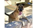 Adopt Kringle* a Tan/Yellow/Fawn Border Terrier / Mixed dog in El Paso