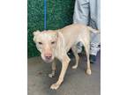 Adopt King Tento a Tan/Yellow/Fawn Border Terrier / Mixed dog in El Paso
