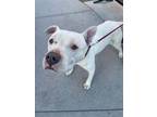 Adopt Kilo a White Pit Bull Terrier / Mixed dog in El Paso, TX (40688458)